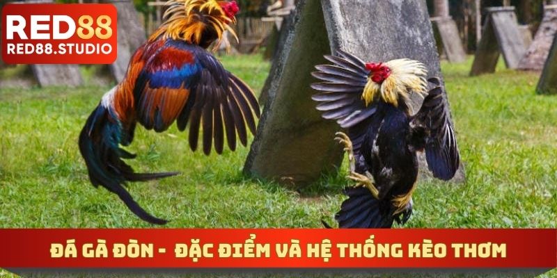 Đá Gà Đòn - Đặc Điểm Loại Hình Cụ Thể Và Hệ Thống Kèo Thơm