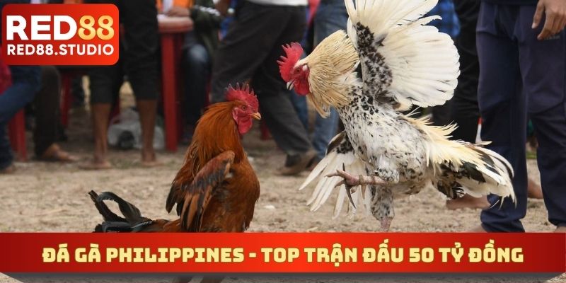 Đá Gà Philippines - TOP Trận Đấu 50 Tỷ Đồng Đầy Nghẹt Thở