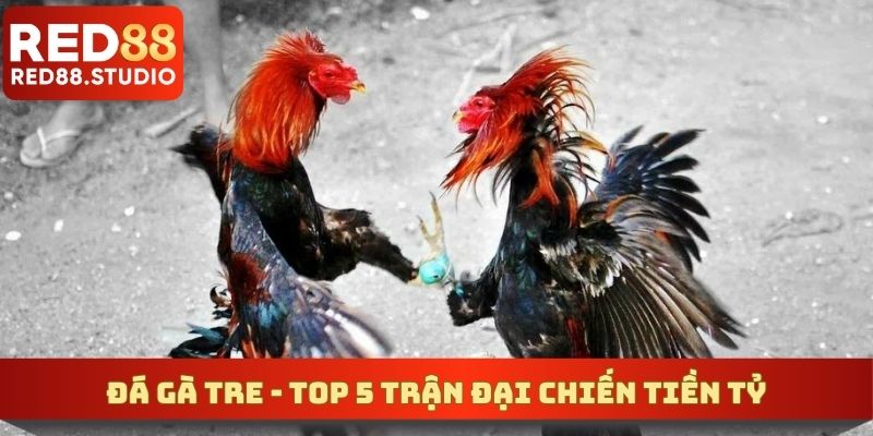 Đá Gà Tre - Top 5 Trận Đại Chiến Tiền Tỷ Đáng Xem Năm 2026