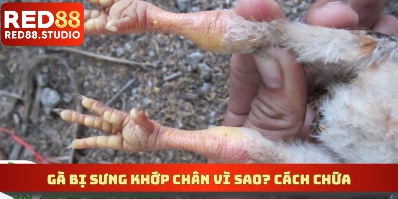 Gà Bị Sưng Khớp Chân Vì Nguyên Do Nào? Chia Sẻ Cách Chữa