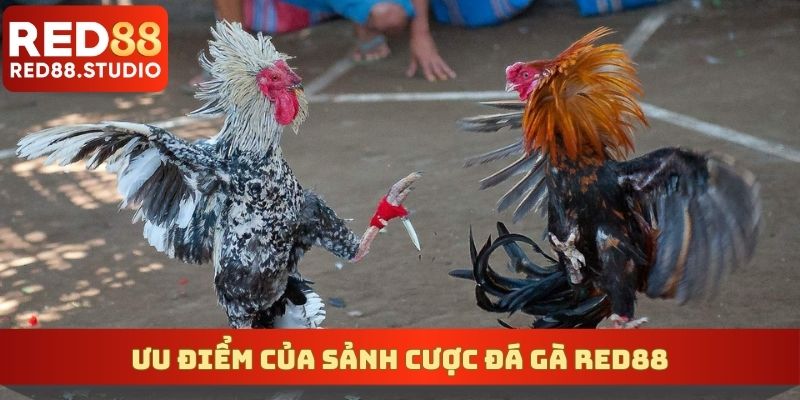 Ưu điểm đáng trải nghiệm của sảnh cược đá gà RED88